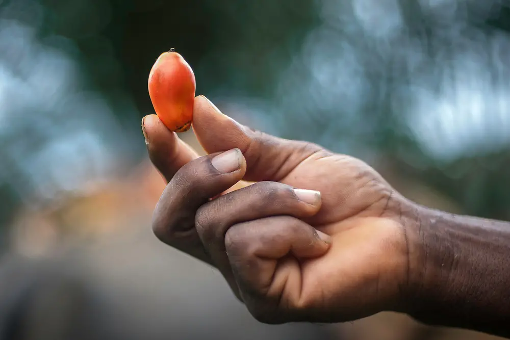 Una mano che tiene un frutto della palma