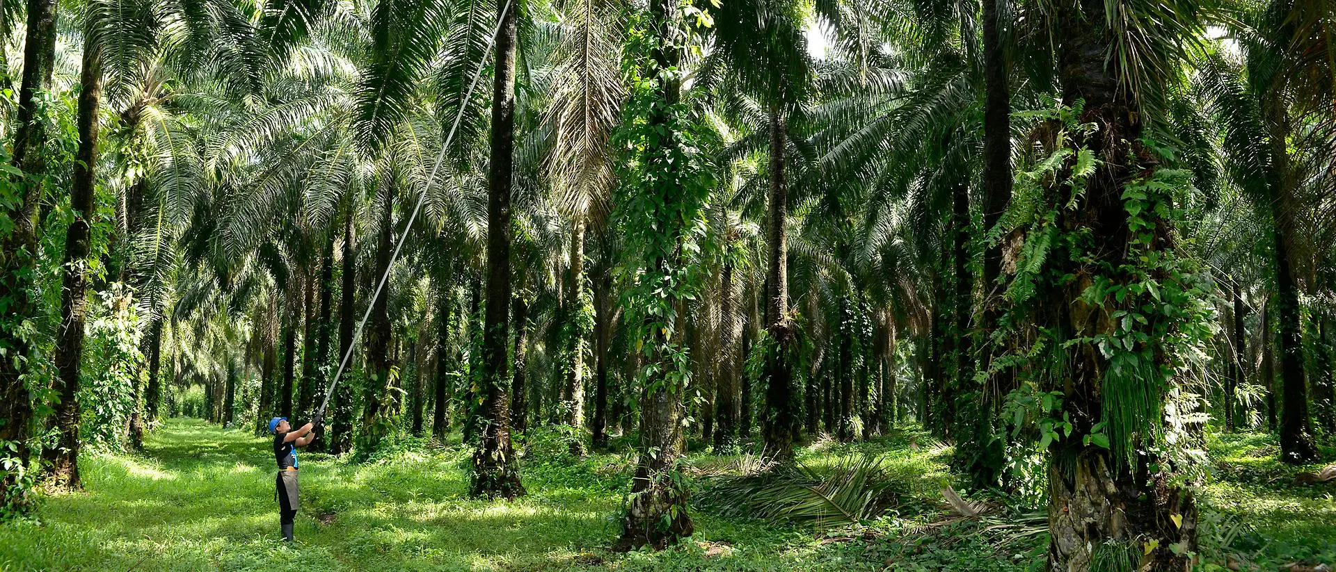 Un uomo raccoglie i frutti delle palme in un palmeto