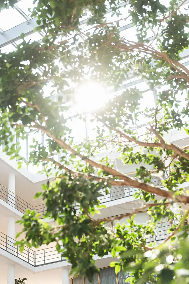 tree against sunlight