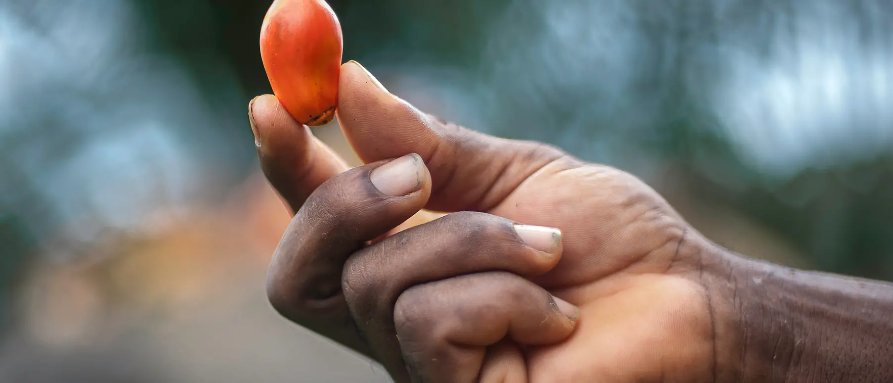 Una mano tiene un frutto di olio di palma.