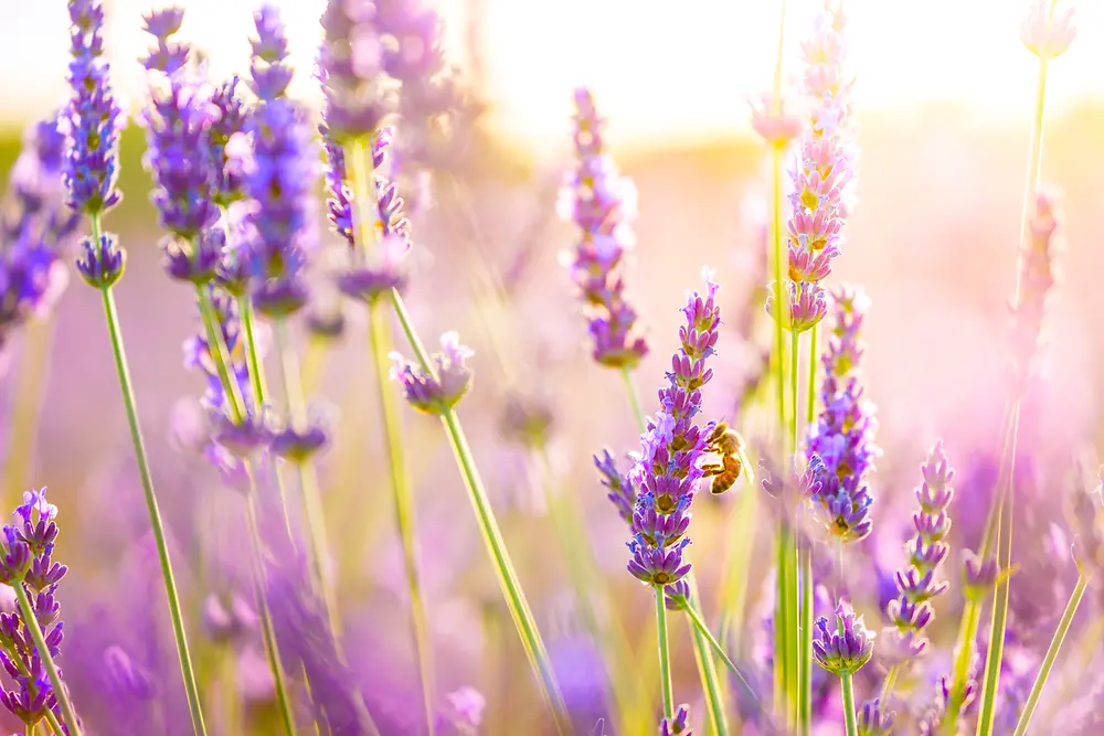 Campo di lavanda