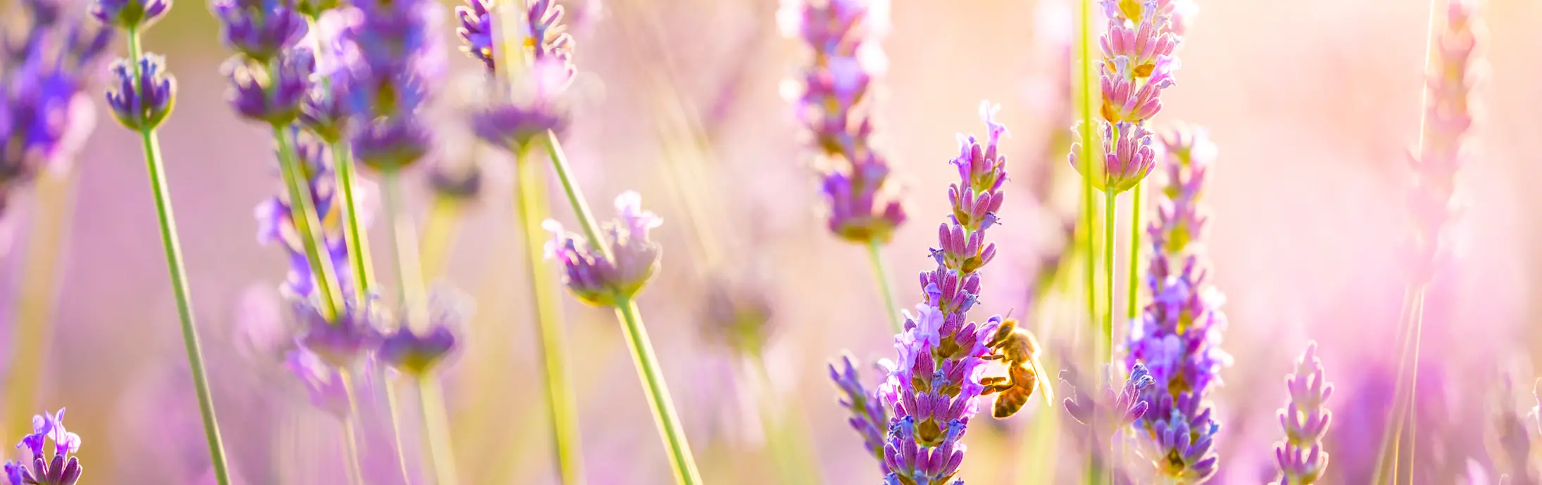 Campo di lavanda