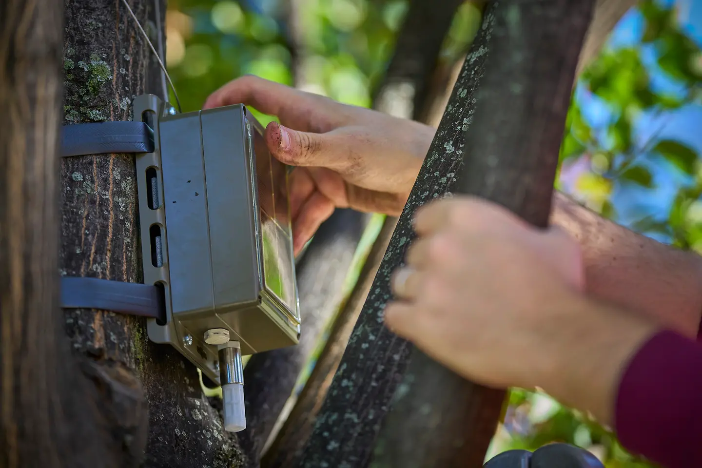 posa sensori Prospettiva Terra sugli alberi a Milano