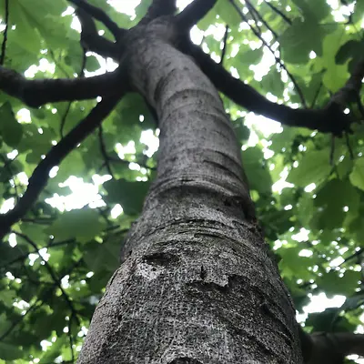 albero a Milano