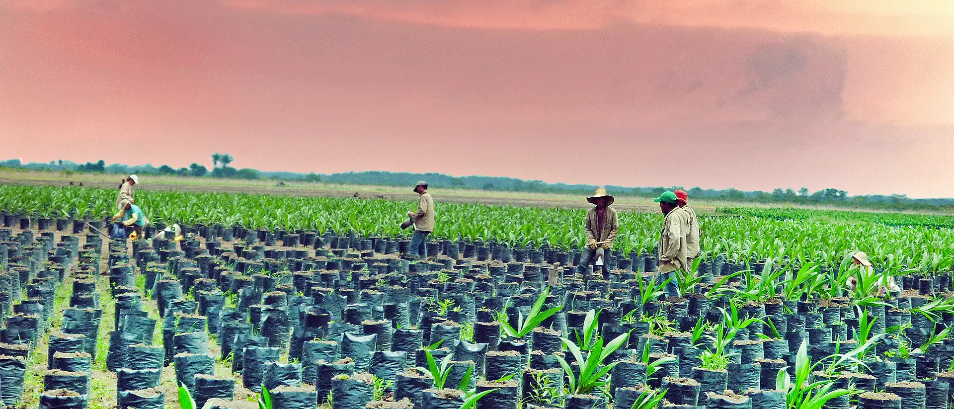 5 coltivatori di olio di palma in un campo in Colombia accanto a giovani palme