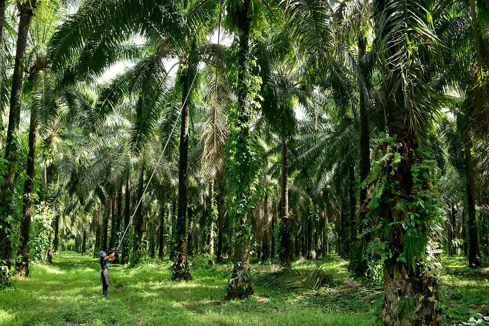 Un uomo raccoglie i frutti delle palme in un palmeto